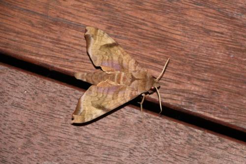 Acosmeryx anceus anceus